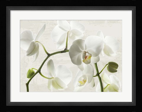 Framed Ivory Orchids Print