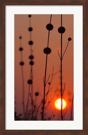 Framed Okavango Delta, Botswana Africa Thistles At Sunset Print