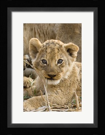 Framed Okavango Delta, Botswana A Close-Up Of A Lion Cub Print