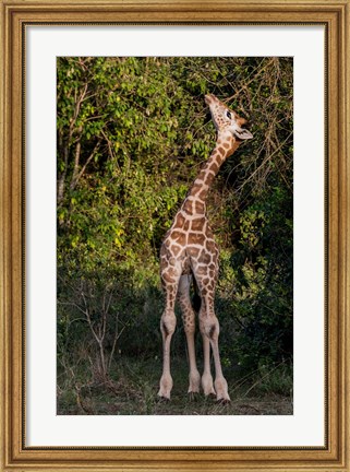 Framed Africa, Kenya, Nairobi, Langata, Hog Ranch Print