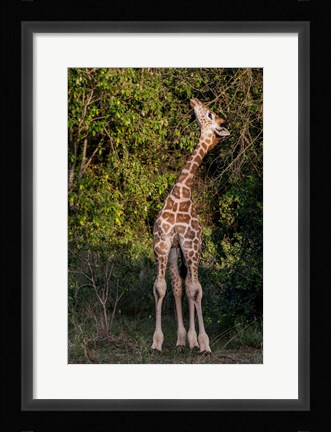 Framed Africa, Kenya, Nairobi, Langata, Hog Ranch Print