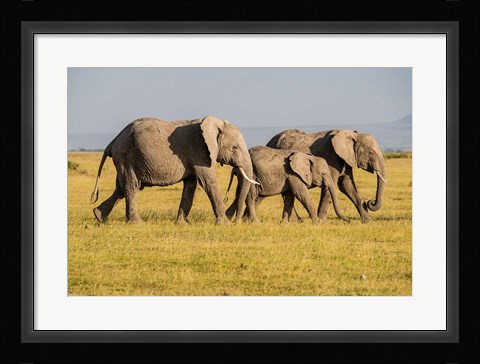 Framed Africa, Kenya, Amboseli National Park, Elephant Print