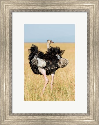 Framed Kenya, Maasai Mara. Masai Ostrich Print