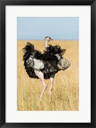 Framed Kenya, Maasai Mara. Masai Ostrich Print