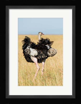 Framed Kenya, Maasai Mara. Masai Ostrich Print