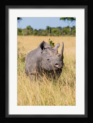 Framed Kenya, Maasai Mara National Reserve, Black Rhinoceros Print