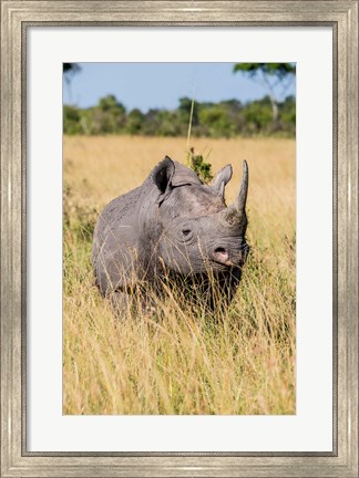 Framed Kenya, Maasai Mara National Reserve, Black Rhinoceros Print