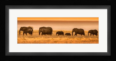 Framed Etosha National Park, Namibia, Elephants Walk In A Line At Sunset Print