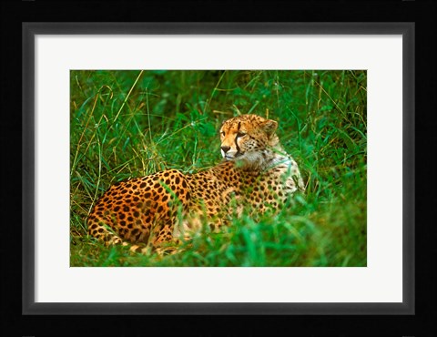 Framed Cheetah Lying In Grass On The Serengeti Print