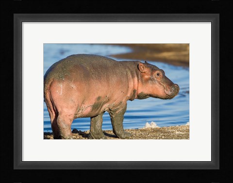 Framed Reddish Very Young Hippo Stands On Shoreline Of Lake Ndutu Print