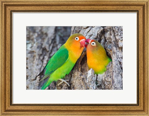 Framed Two Fischer&#39;s Lovebirds Nuzzle Each Other, Tanzania Print