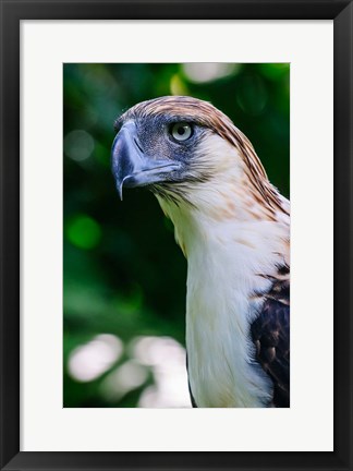 Framed Philippine Eagle Print