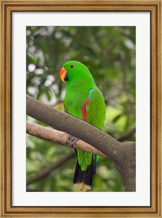 Framed Singapore Colorful Green Parrot Print