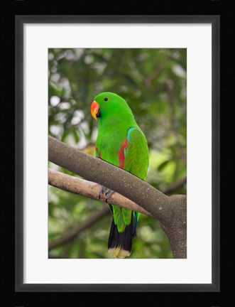 Framed Singapore Colorful Green Parrot Print
