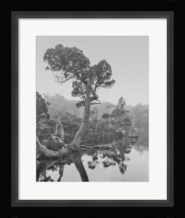 Framed Australia, Tasmania, Cradle Mountain National Park Wombat Pool Print