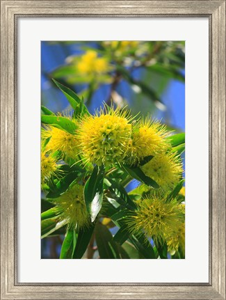 Framed Bright Yellow Wattle Tree In Suburban Cairns, Queensland, Australia Print