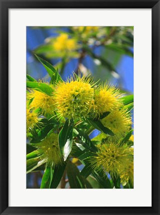 Framed Bright Yellow Wattle Tree In Suburban Cairns, Queensland, Australia Print