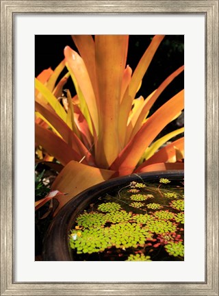Framed Potted Plant, Cairns Botanic Gardens, Queensland, Australia Print