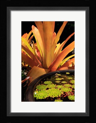 Framed Potted Plant, Cairns Botanic Gardens, Queensland, Australia Print