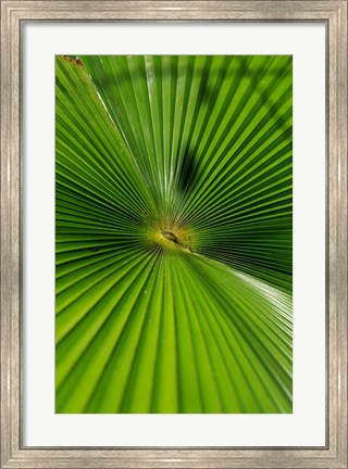 Framed Pattern On Palm Leaf, Cairns Botanic Gardens, Queensland, Australia Print