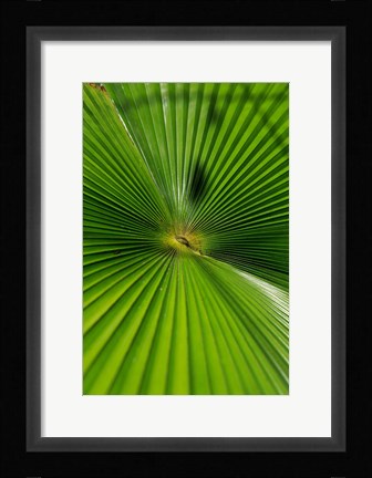 Framed Pattern On Palm Leaf, Cairns Botanic Gardens, Queensland, Australia Print