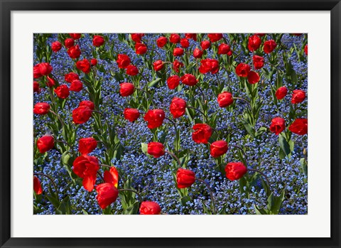 Framed Tulips, Botanic Gardens, Hagley Park, Christchurch, Canterbury, New Zealand Print
