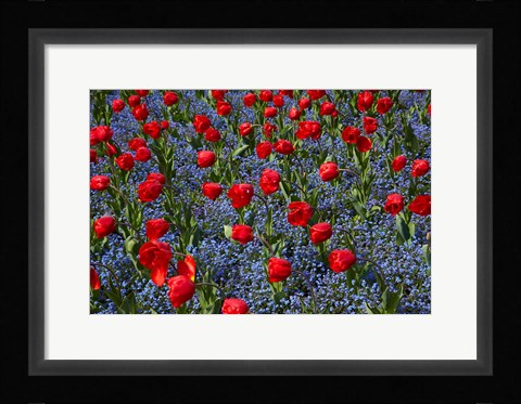 Framed Tulips, Botanic Gardens, Hagley Park, Christchurch, Canterbury, New Zealand Print