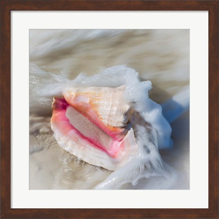 Framed Bahamas, Little Exuma Island Conch Shell In Surf Print