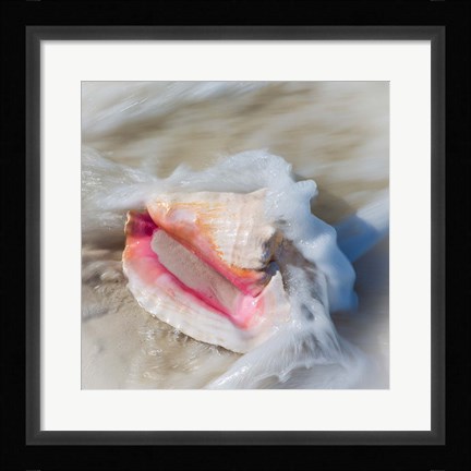 Framed Bahamas, Little Exuma Island Conch Shell In Surf Print