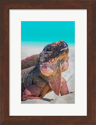 Framed Bahamas, Exuma Island Close-Up Of Iguana On Beach Print
