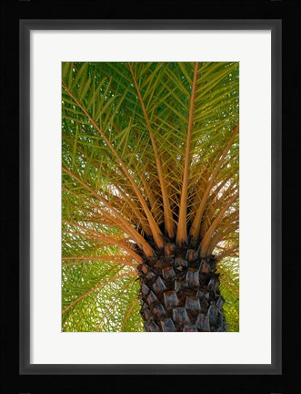 Framed British Virgin Islands, Scrub Island Close Up Of The Underside Of A Palm Tree Print