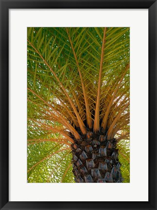 Framed British Virgin Islands, Scrub Island Close Up Of The Underside Of A Palm Tree Print