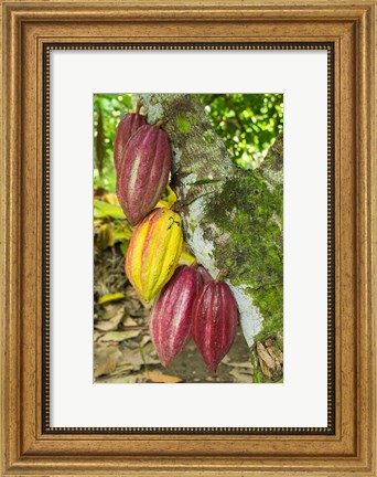 Framed Cuba, Baracoa Cacao Pods Hanging On Tree Print