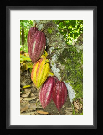 Framed Cuba, Baracoa Cacao Pods Hanging On Tree Print