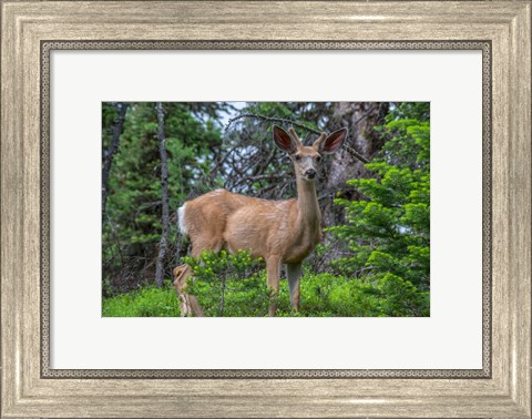 Framed Deer In The Assiniboine Park, Canada Print
