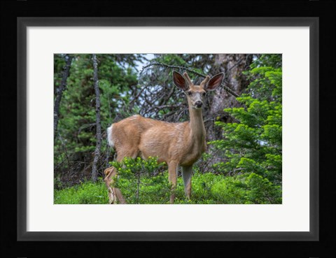 Framed Deer In The Assiniboine Park, Canada Print