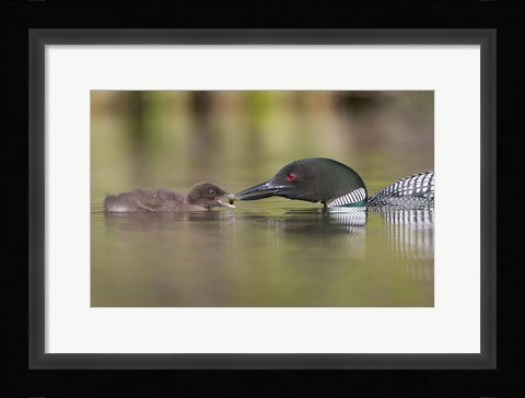 Framed Canada, British Columbia A Common Loon &amp; Chick At Lac Le Jeune Print
