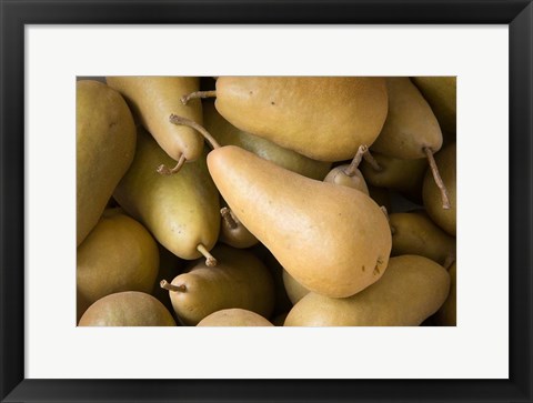Framed Canada, British Columbia, Cowichan Valley Close-Up Of Harvested Pears Print