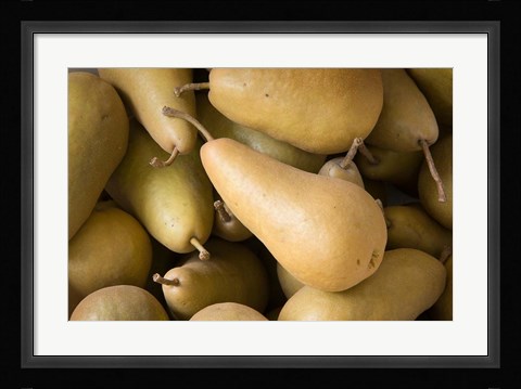Framed Canada, British Columbia, Cowichan Valley Close-Up Of Harvested Pears Print