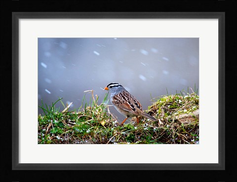 Framed White-Crowned Sparrow In A Spring Snow Storm Print