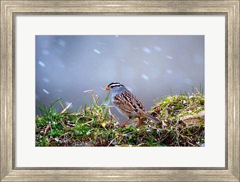 Framed White-Crowned Sparrow In A Spring Snow Storm Print