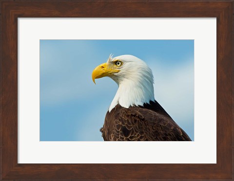 Framed Bald Eagle At Bowron Lake In Bowron Lake Provincial Park, BC Print