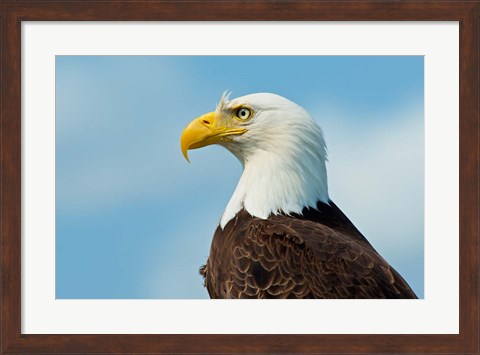 Framed Bald Eagle At Bowron Lake In Bowron Lake Provincial Park, BC Print