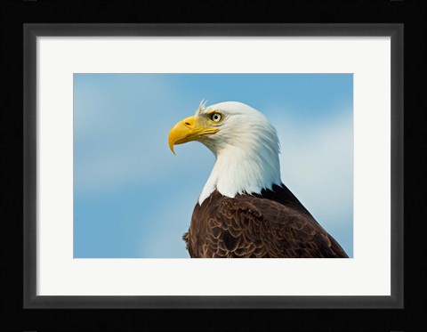 Framed Bald Eagle At Bowron Lake In Bowron Lake Provincial Park, BC Print