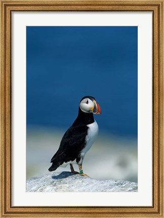 Framed Atlantic Puffin, Machias Seal Island, Canada Print