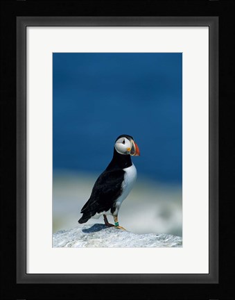 Framed Atlantic Puffin, Machias Seal Island, Canada Print