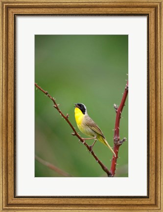 Framed Canada, Quebec, Mount St Bruno Conservation Park Common Yellowthroat Singing Print