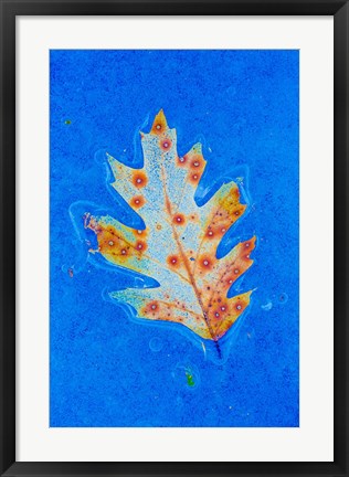 Framed Canada, Quebec, Mount St Bruno Conservation Park Red Oak Leaf Caught In Ice Print