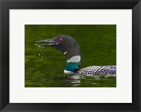 Framed Canada, Quebec, Eastman Common Loon Calling Print