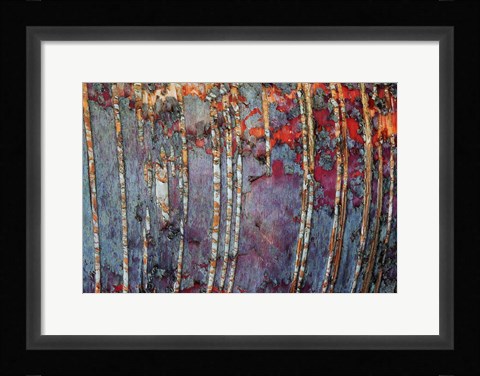 Framed Canada, Quebec, Mount St-Bruno Conservation Park White Birch Root Bark Patterns Print